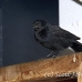 blackbird_shouldered_tawny_jar_h_0453_cub1178.jpg